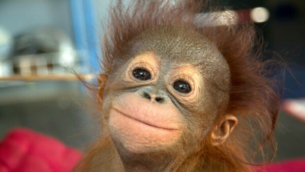 Case Study: Orangutan Outreach