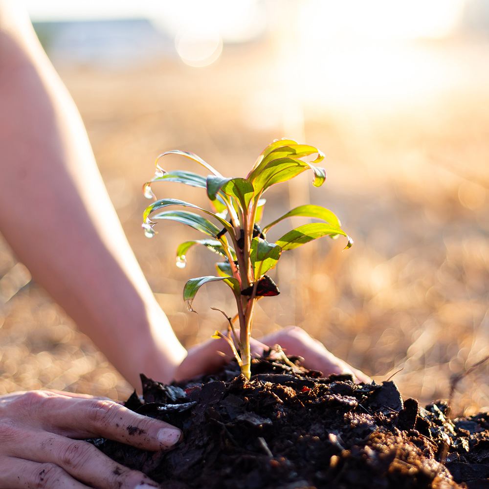 Reforestation | The Giving Block