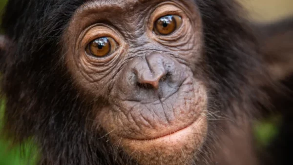 Baby bonobo portrait at Lola ya Bonobo